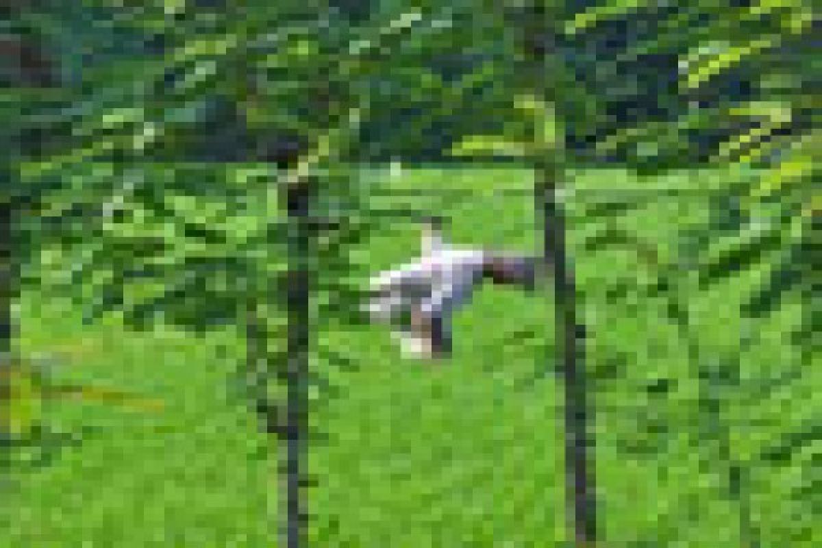 Petani remajakan tanaman kopi dengan sistem sambung 