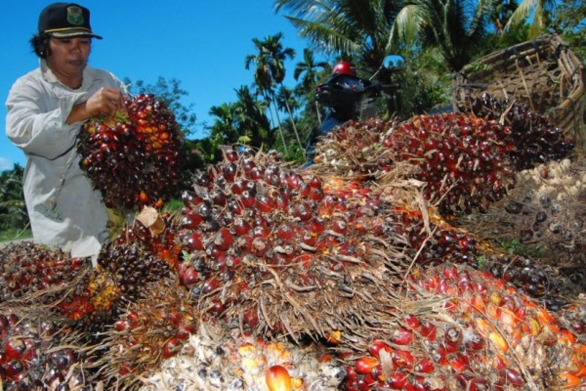 Indonesia dapat dukungan FAO-IFAD terkait diskriminasi produk kelapa sawit