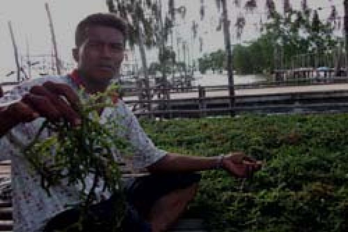 Petani Rumput Laut Keluhkan Hama Dingkis