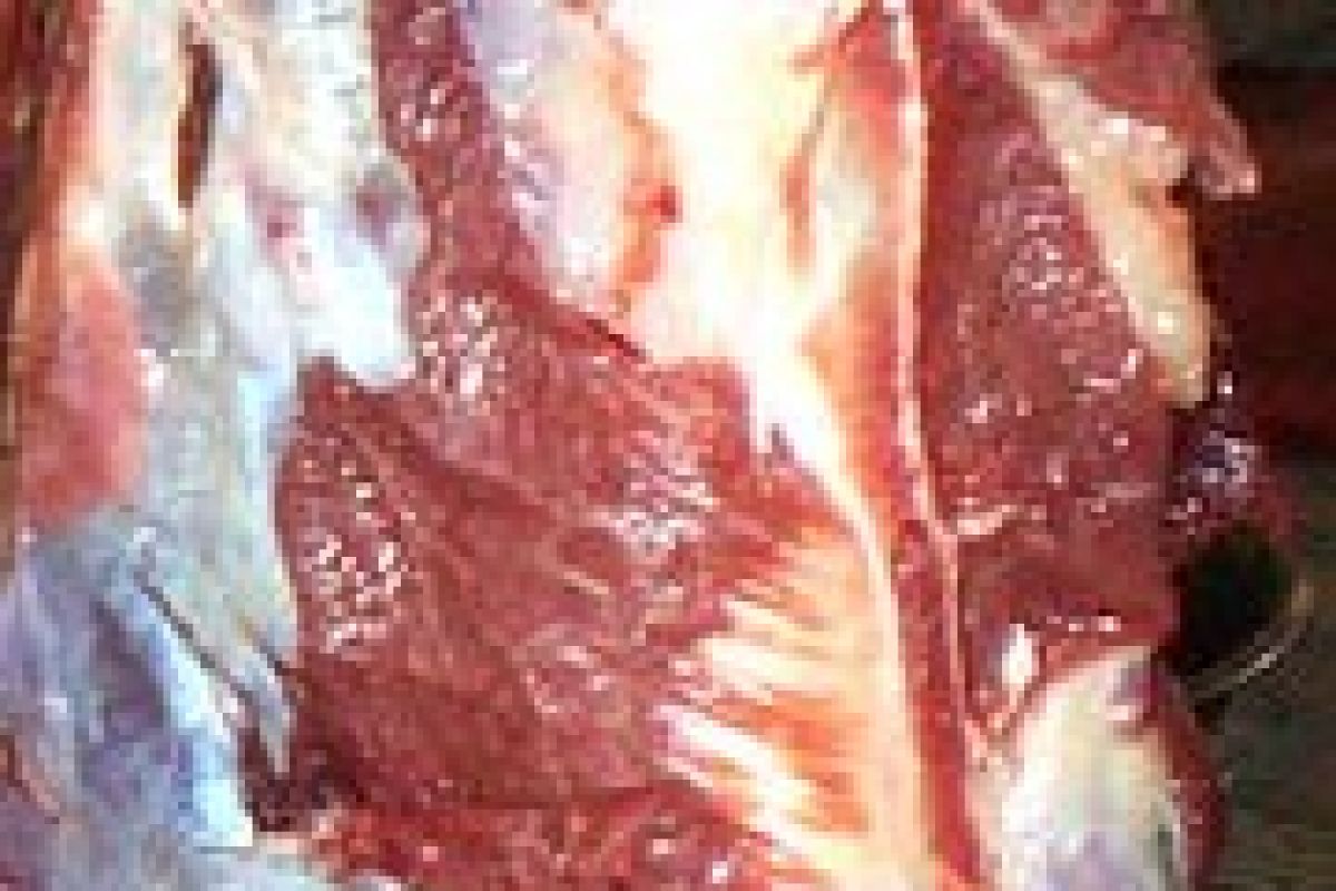 Image Print