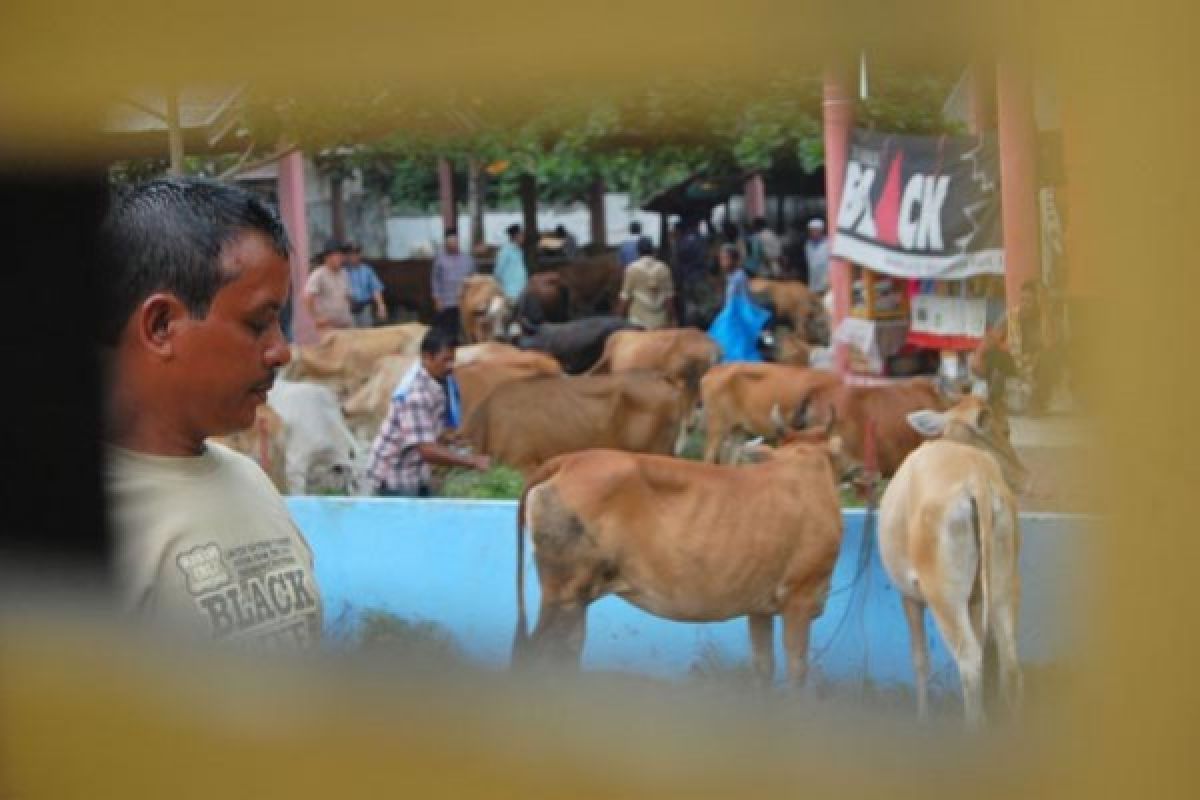 Pesisir Selatan siapkan kader peternakan tanggulangi kekurangan dokter hewan