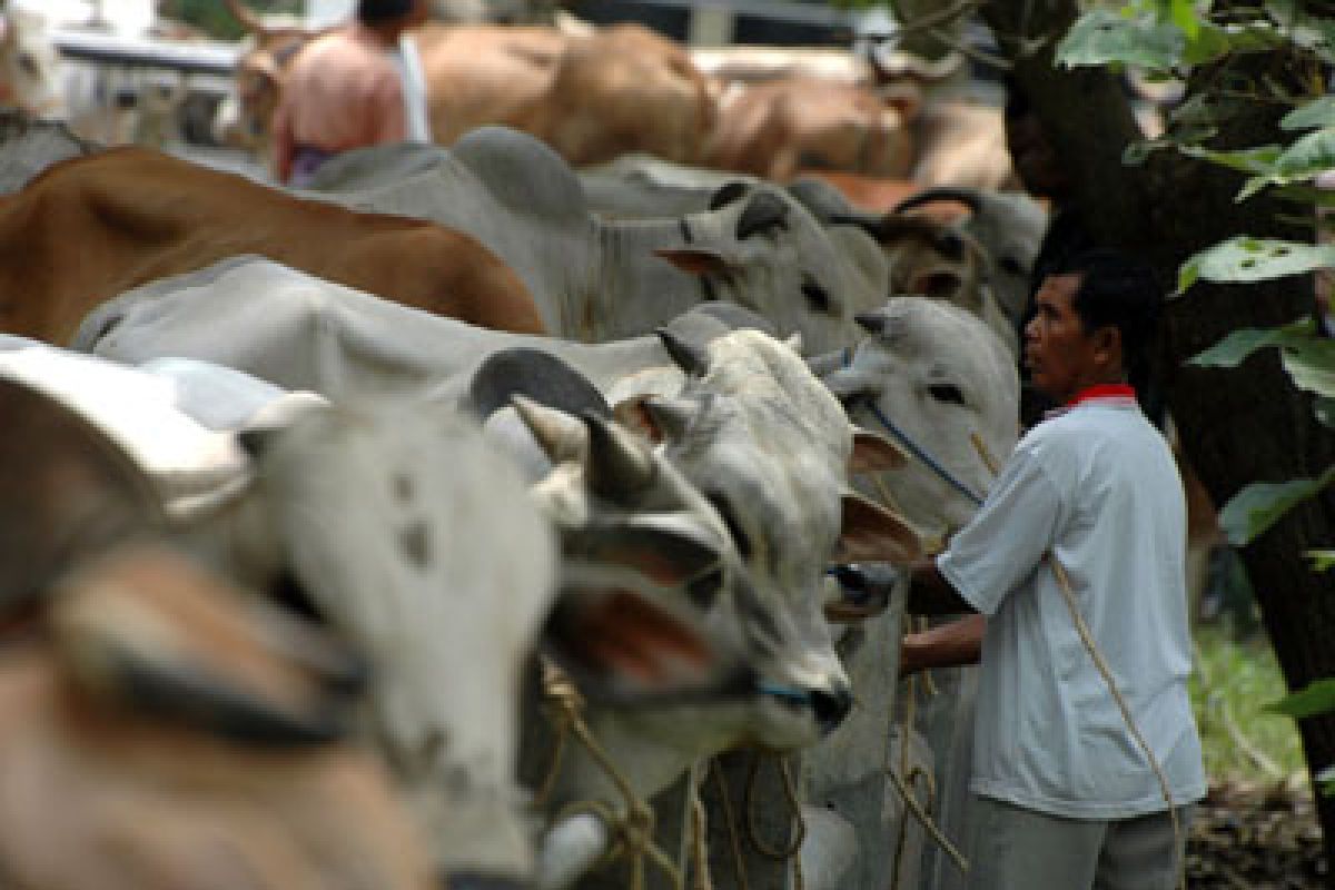 Cattle plan recomends 25 Indonesian abatoirs