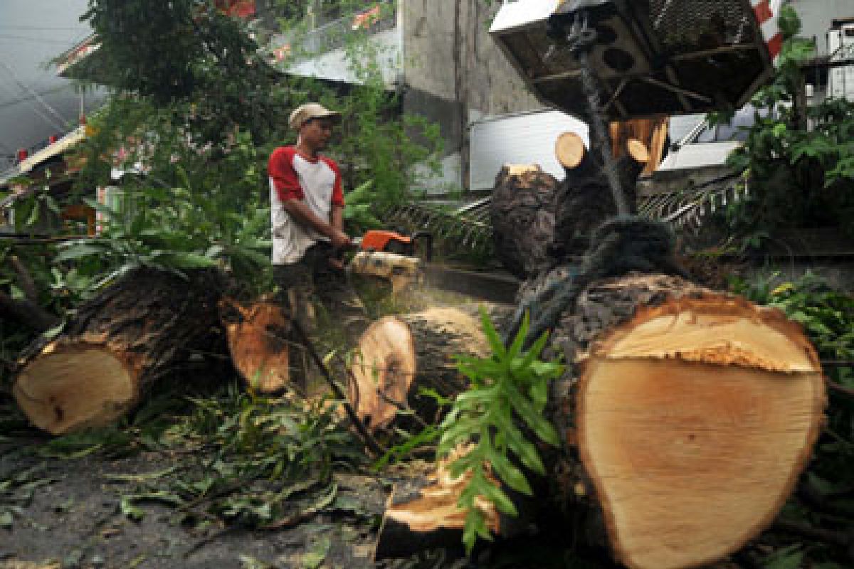 Hujan Lebat di Bogor Pohon Tumbang 