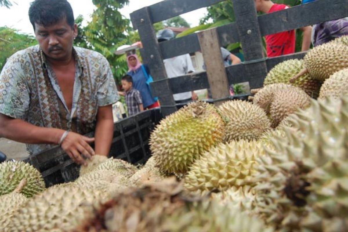 Durian Pessel bisa datangkan wisatawan nusantara