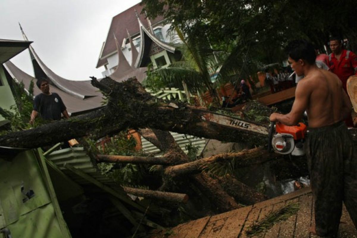 Hujan di Padang Tumbangkan Enam Pohon