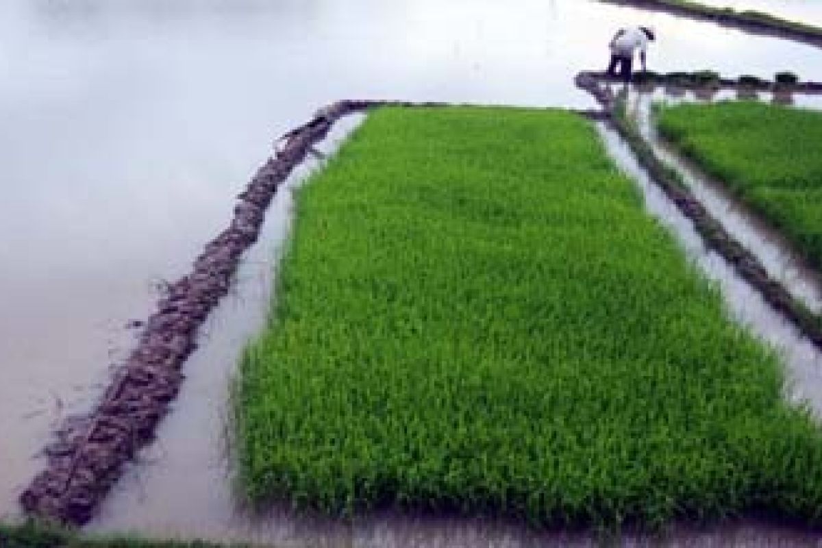 Pemprov bantu bibit sawah terendam