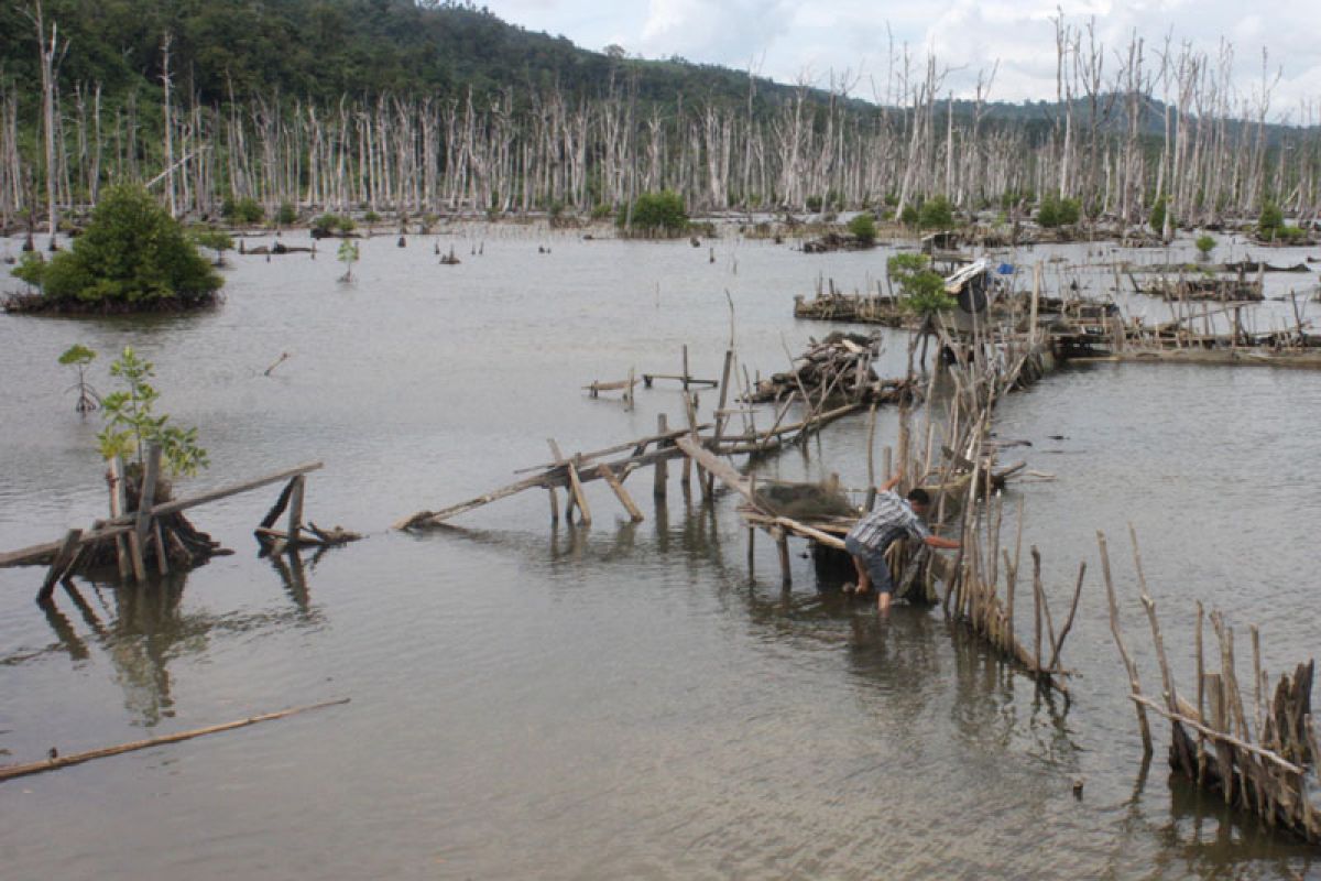 Luas mangrove Batam turun drastis