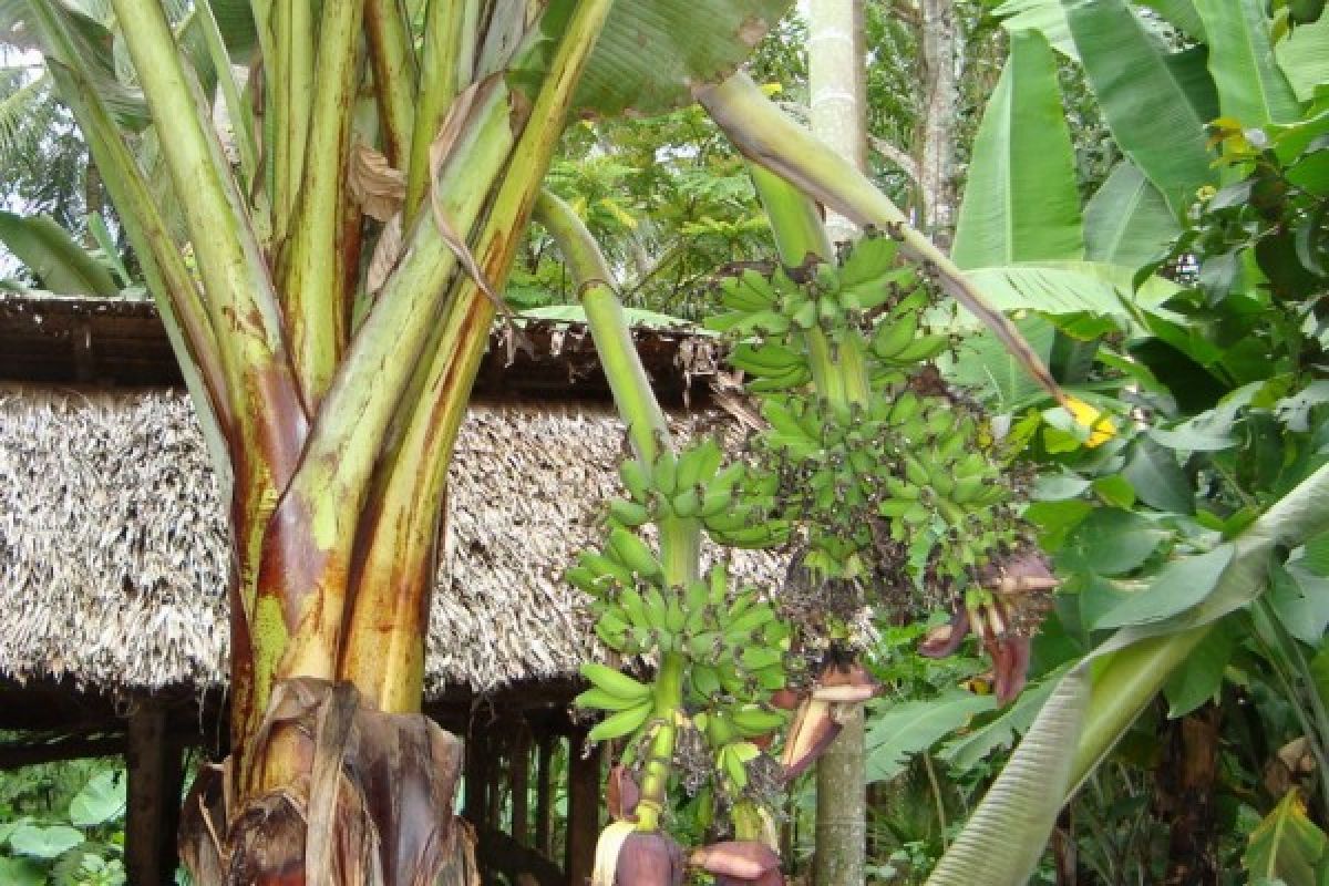 Pohon pisang ditanam warga di badan jalan yang rusak