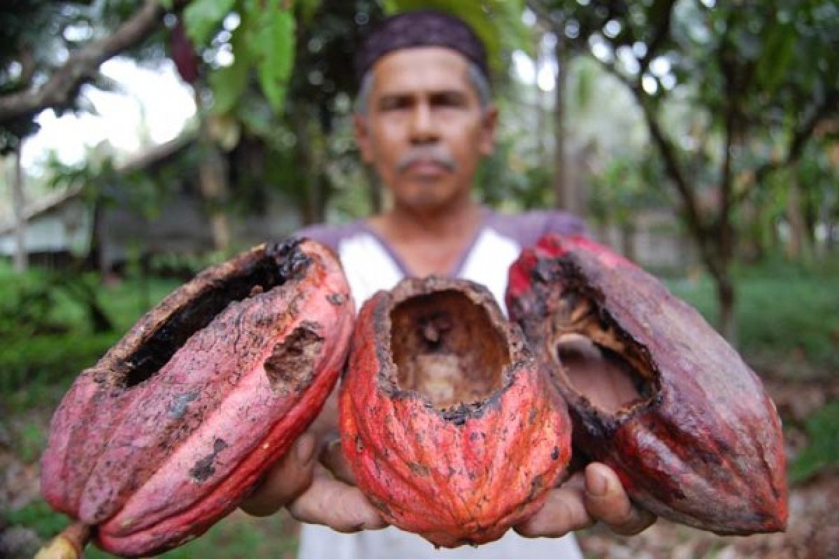 Petani kakao di Aceh Utara terganggu oleh hama buah