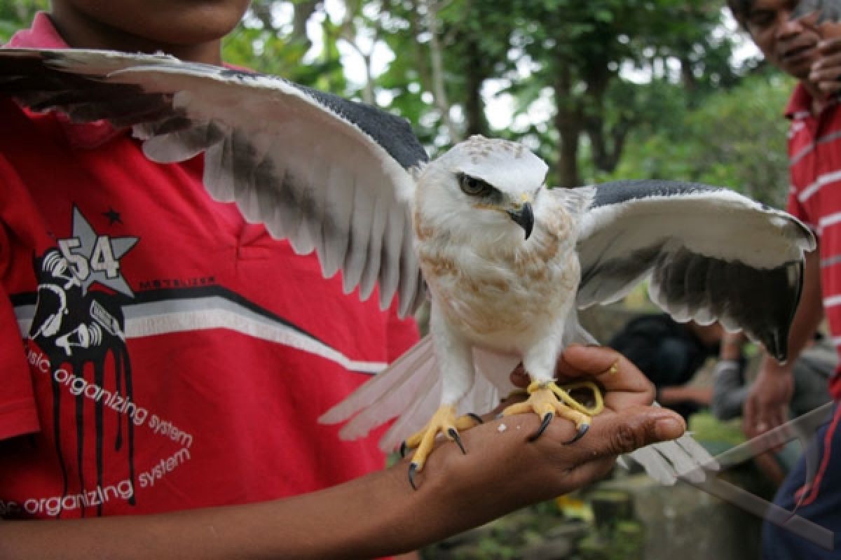 Populasi Burung di Indonesia Lima Besar Dunia 