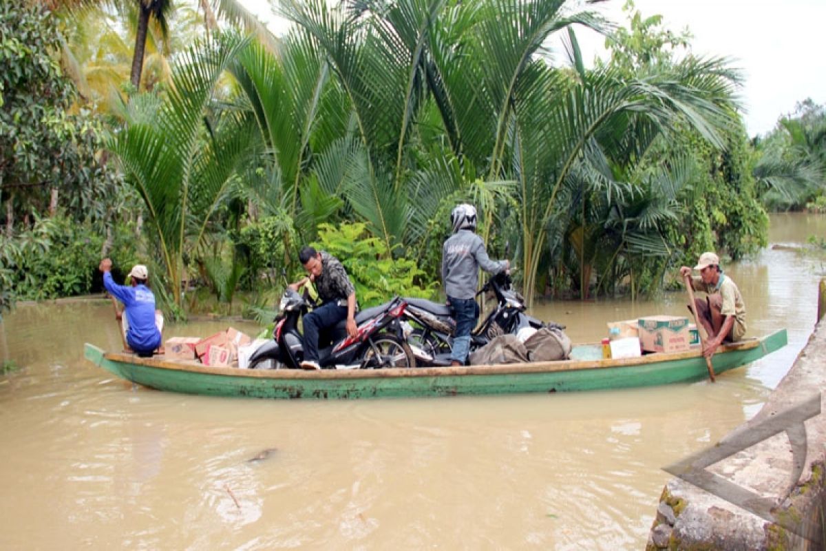 Banjir di Pandeglang, 75 hektare padi puso