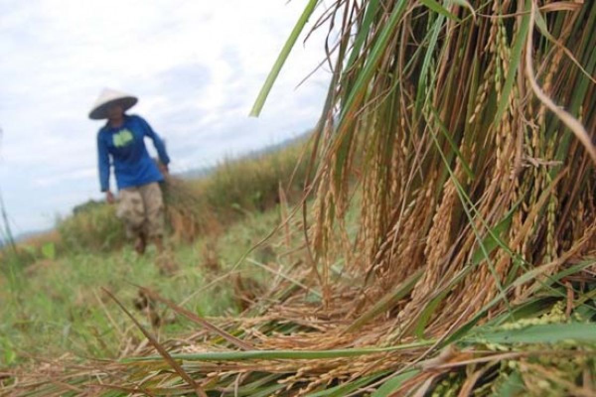 Ratusan hektare tanaman padi di Agam terancam gagal panen