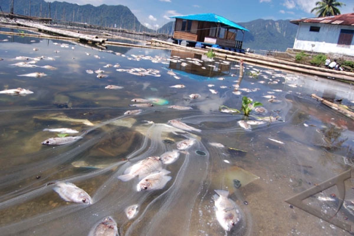 Ribuan ikan mati diduga akibat limbah pabrik