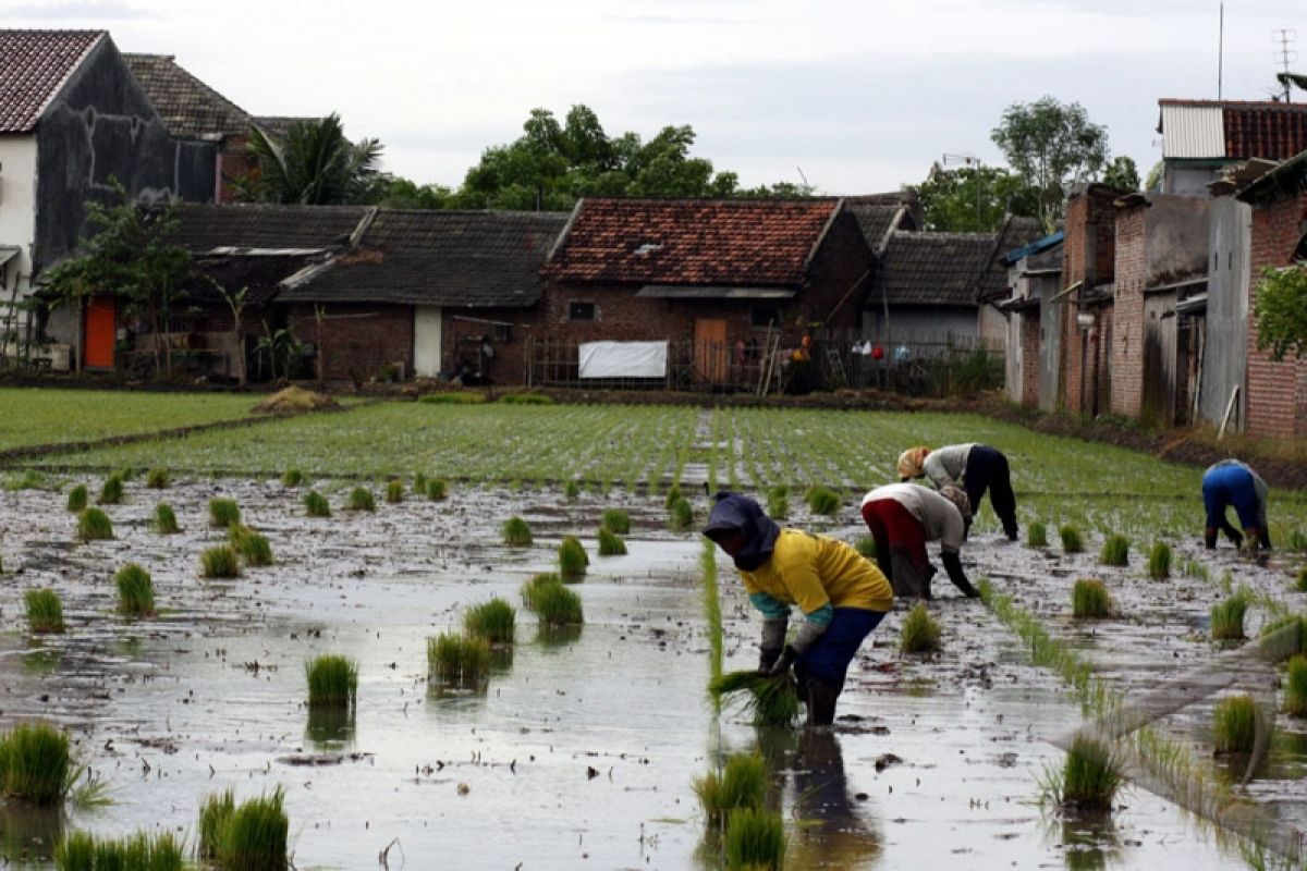 BPN: Lahan produksi pangan makin terbatas