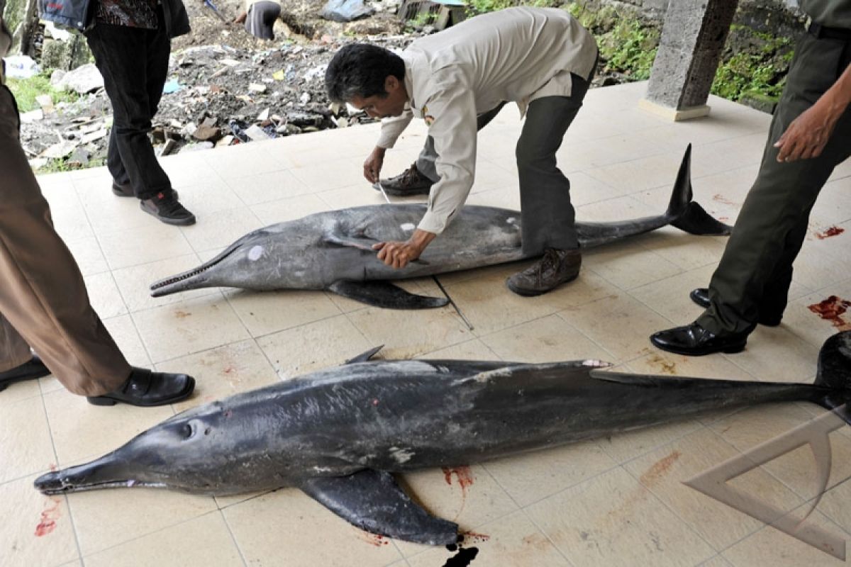 East Nusa Tenggara fishermen save 20 dolphins