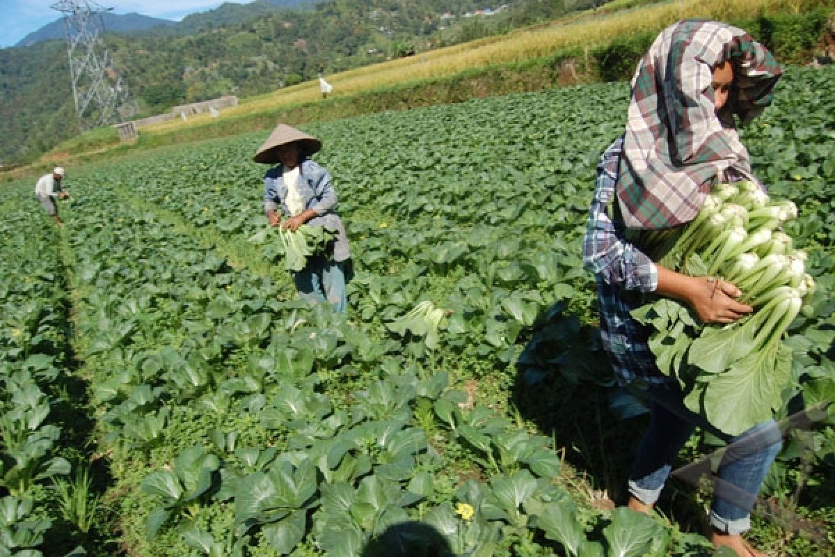 Pertanian Organik Indonesia Berkembang Pesat