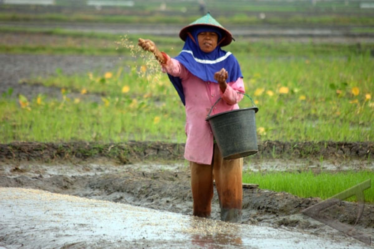 Dispertahut imbau petani tidak terburu tebar benih