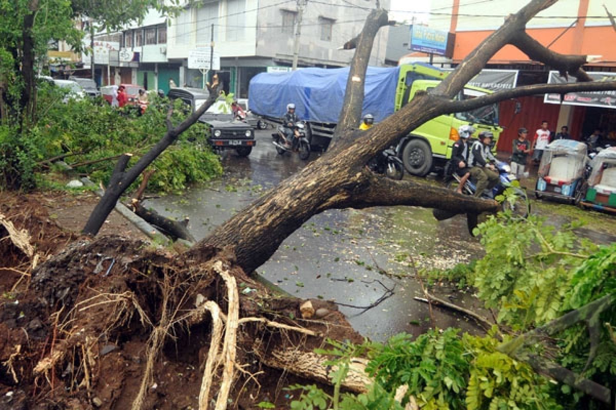 Angin robohkan puluhan pohon di Rangkasbitung