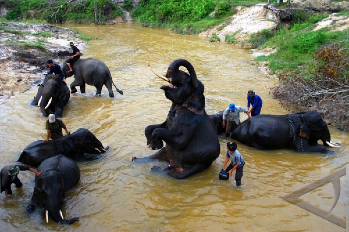 Enam Gajah Latih Kembali ke PLG Sebalat