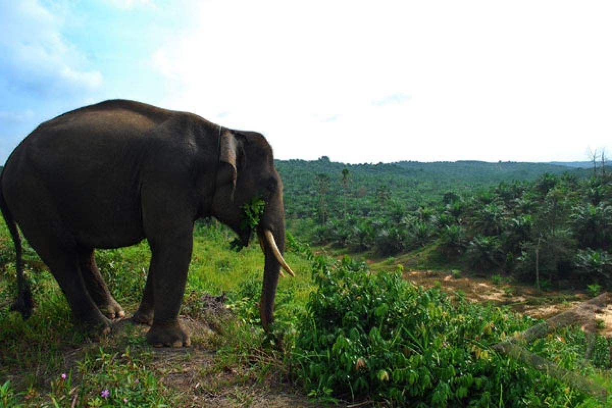 Gajah Liar Rusak Perkebunan Warga Bengkalis