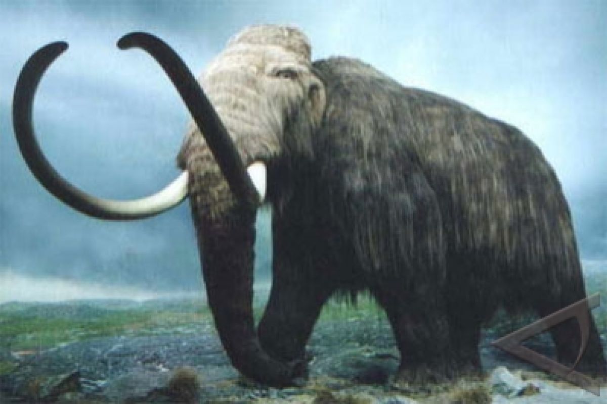 Researchers aim to resurrect Mammoth in five years