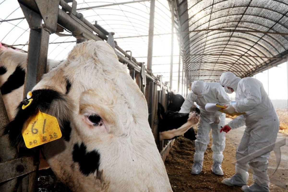 Brazil dinyatakan bebas dari penyakit sapi gila