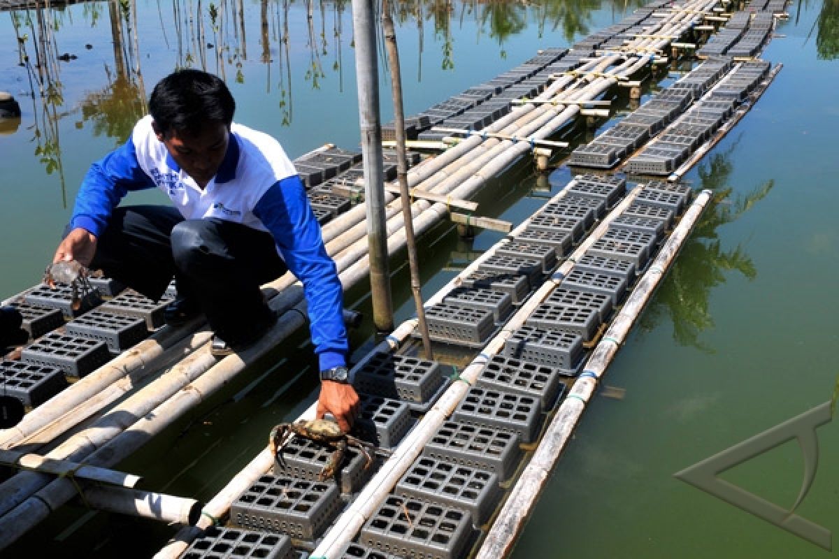 Pemerintah diminta bangun pembenihan kepiting di Aceh