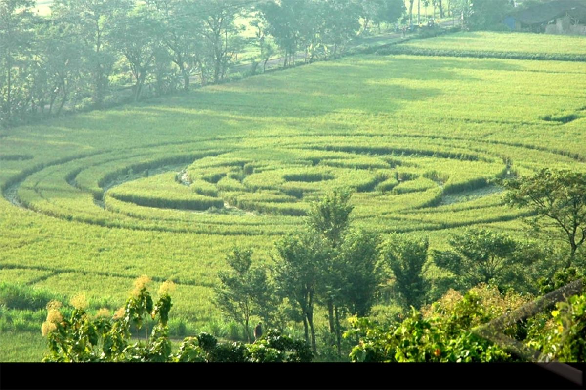 LAPAN : Crop Circle di Berbah Buatan Manusia