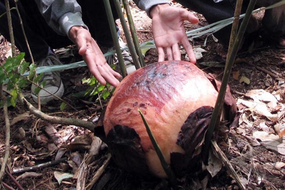 Rare Rafflesia bengkuluensis flower in full bloom in Bengkulu