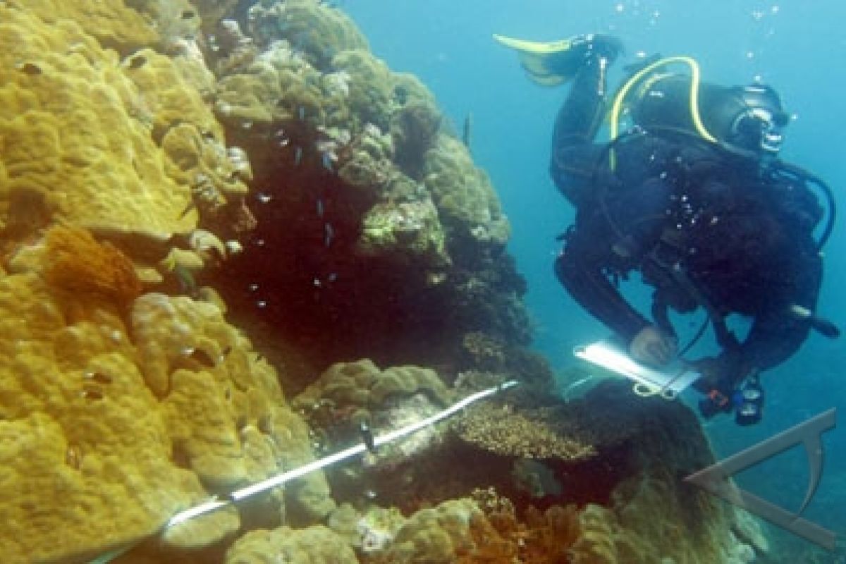 Terumbu Karang Mentawai Kian Terancam