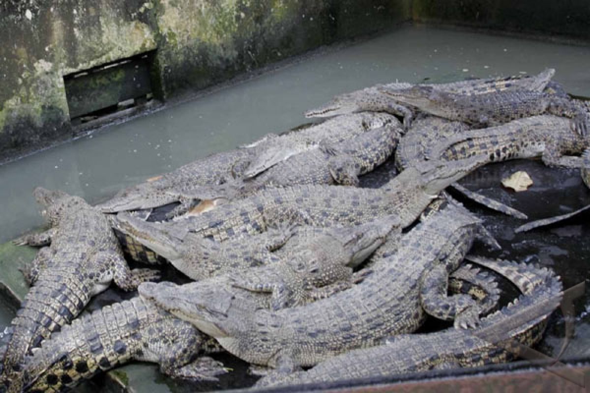 Philippine's "new ambassador" named Lolong the crocodile