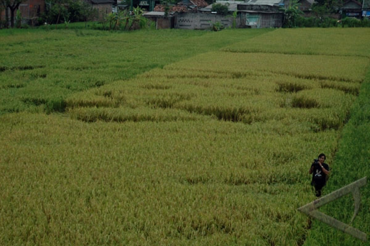 Crop Circle Juga Ditemukan di Bantul