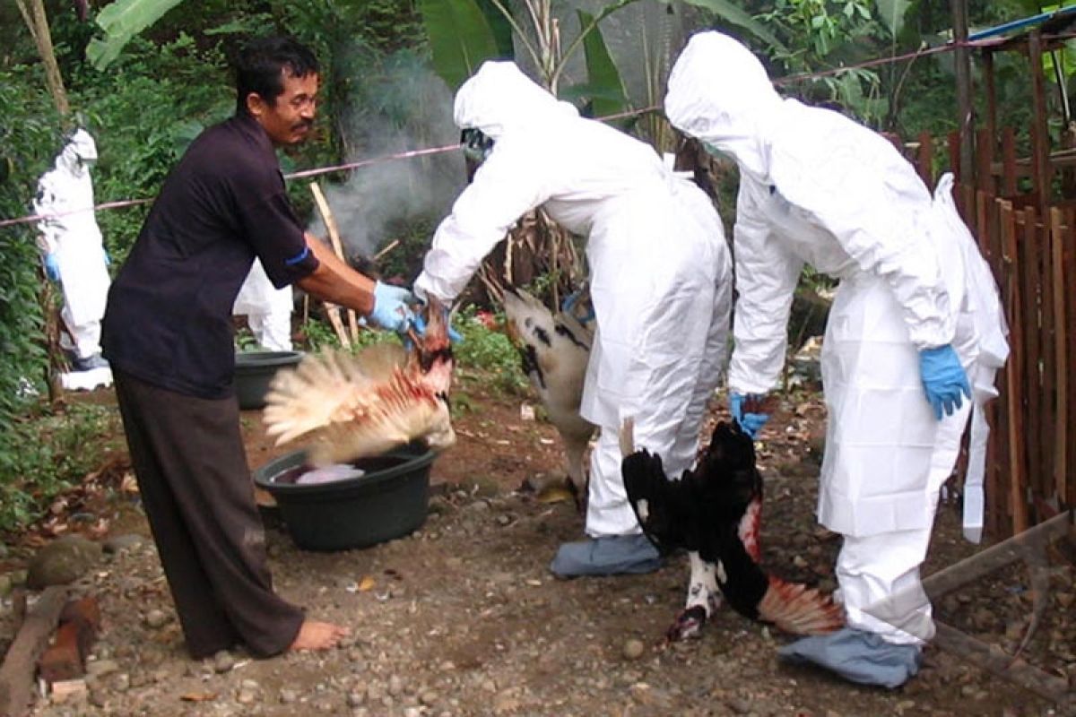 Flu Burung Kembali Merebak di Pacitan 