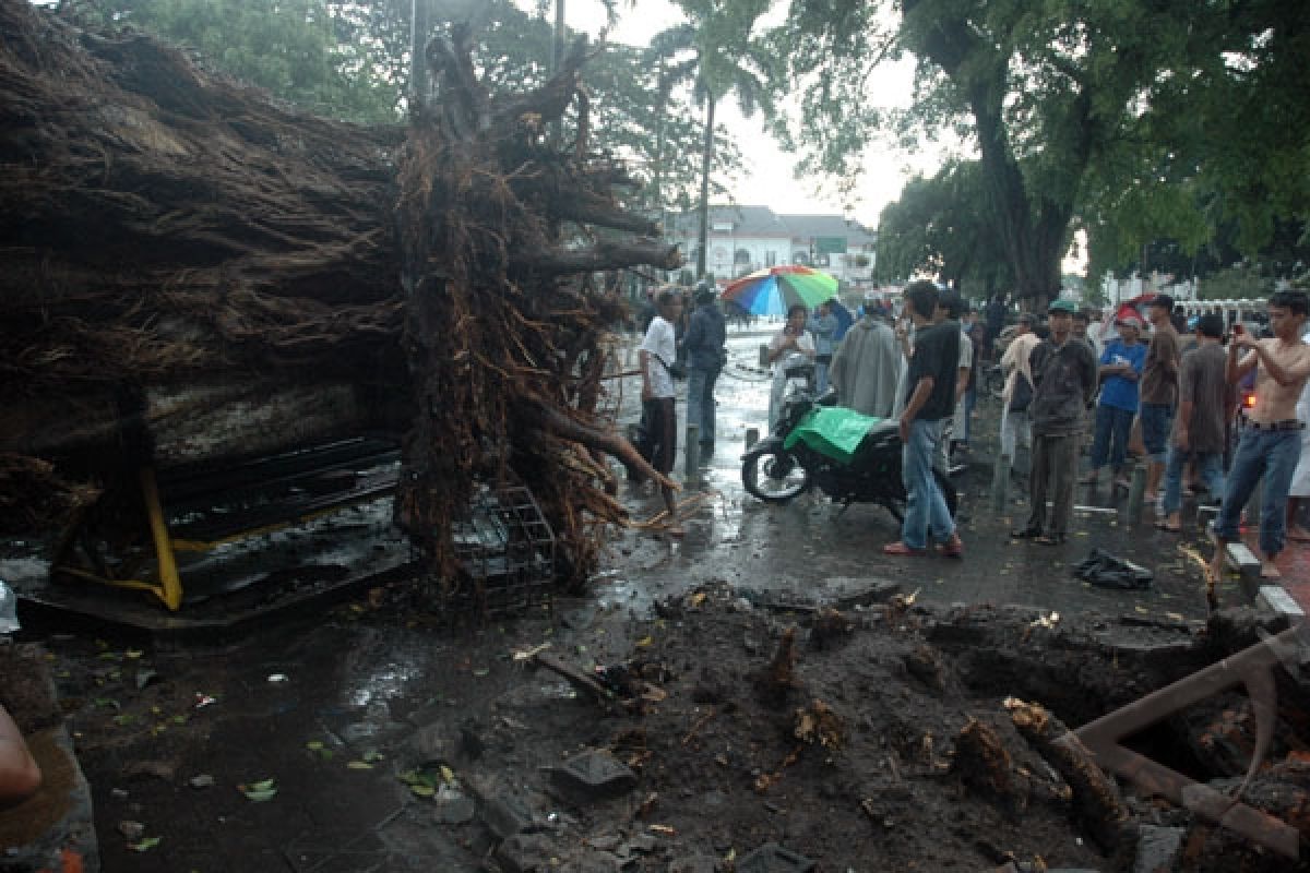 Dua orang tewas tertimpa pohon