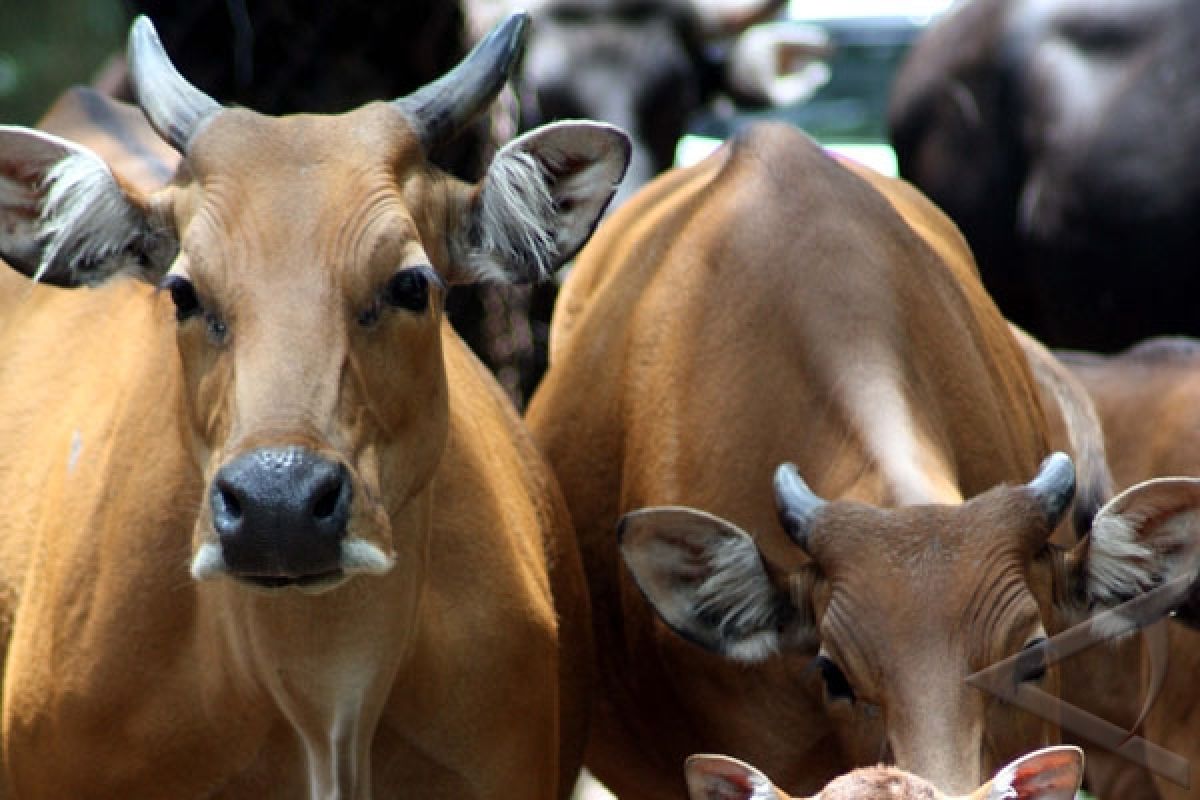 Populasi banteng jawa di TN Baluran mengkhawatirkan