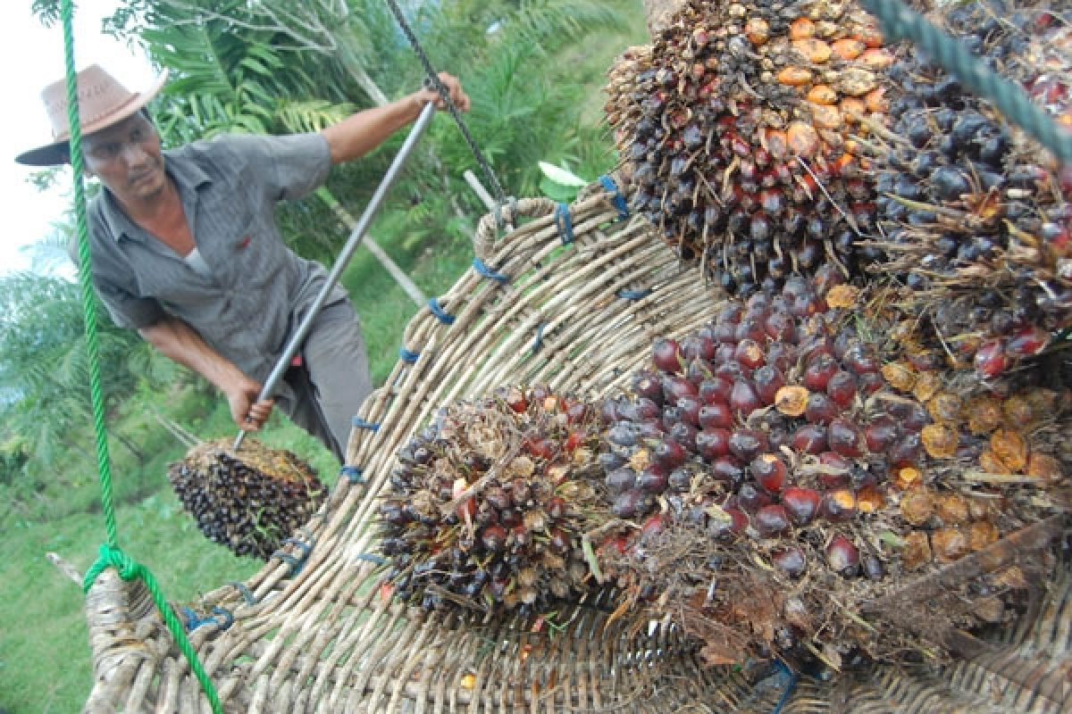 Petani Bengkulu Keluhkan Harga Kelapa Sawi Turun