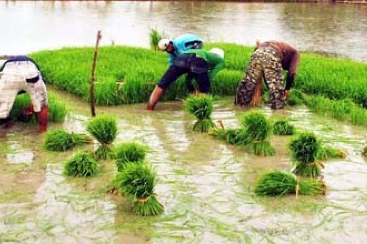 Sulsel targetkan padi 5,7 juta ton GKG