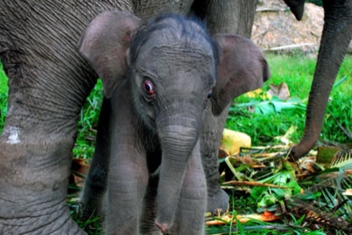 Gajah Pemblokir Jalan Kini  Sekarat