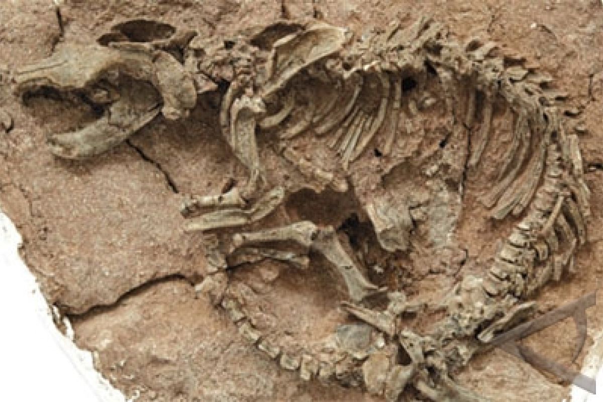 110-million-year-old dinosaur skeleton discovered in South Tunisia