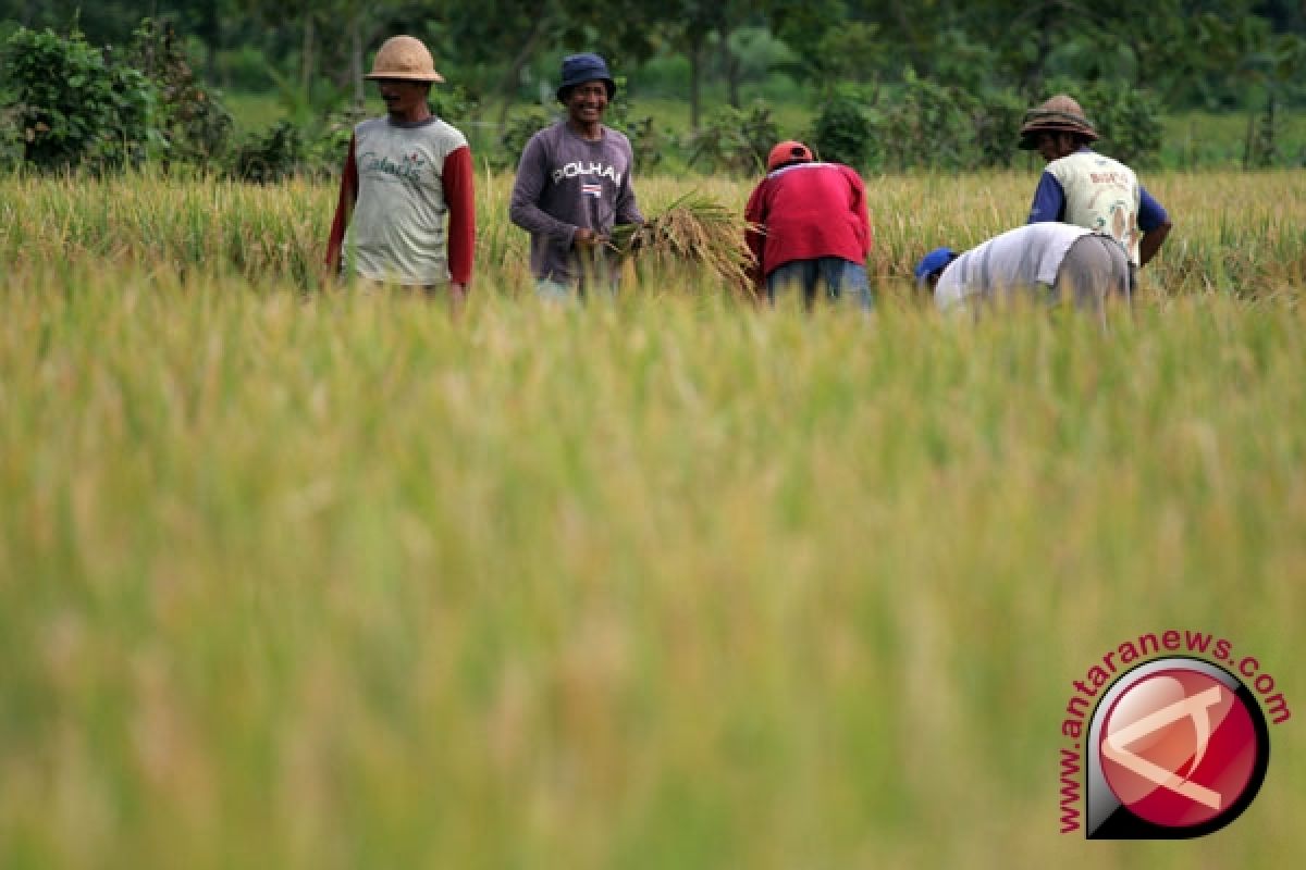 Produksi Beras 2011 Diperkirakan 37 Juta Ton