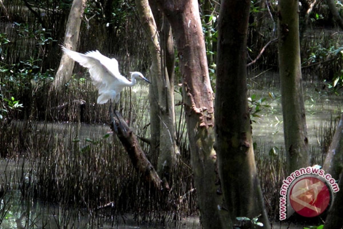 Bangka Belitung to plant 100 thousand mangrove trees