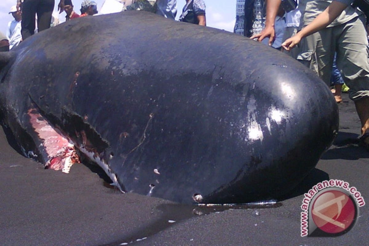 Ikan Paus terjebak di Teluk Arfai Manokwari