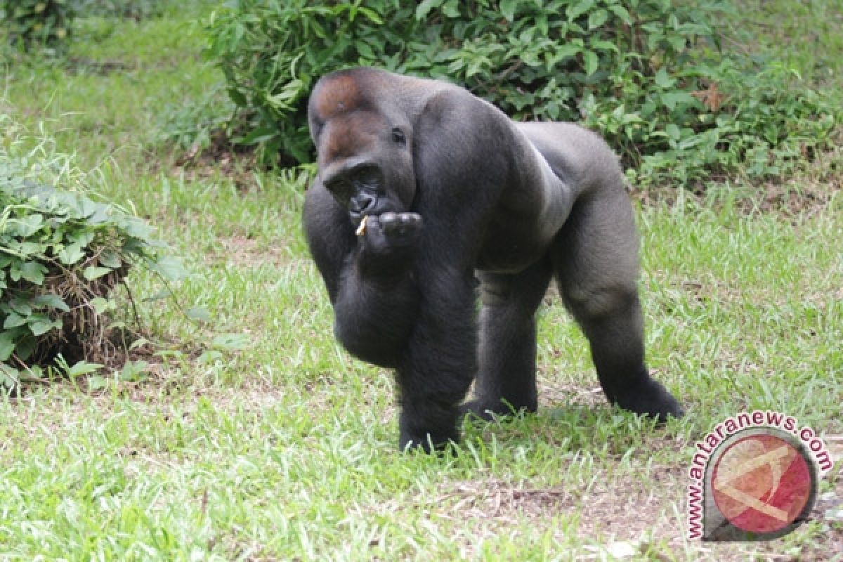 400-pound gorilla escapes, bites zookeeper at buffalo zoo 