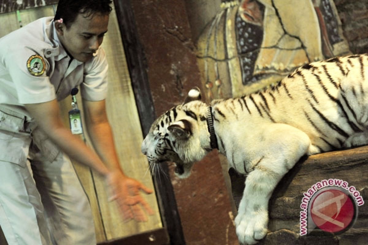 Seekor harimau putih lahir di Bali Zoo