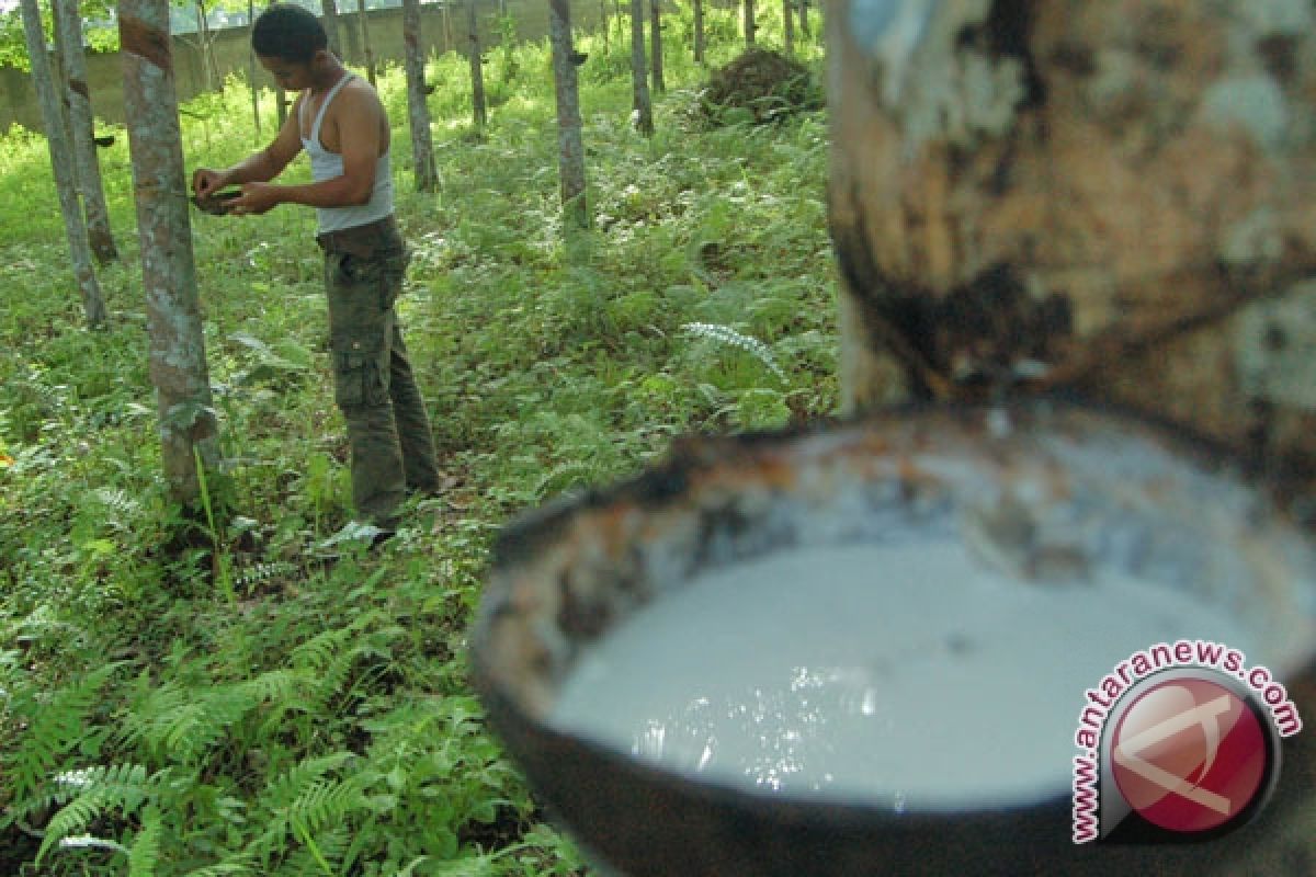 Astra Agro Lestari masuk ke usaha perkebunan karet