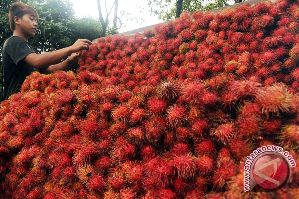 Binjai ingin jadi "Kota Buah"