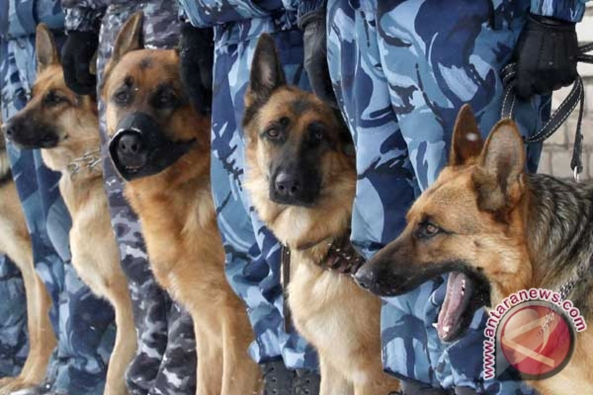 Kepolisian Indonesia alokasikan Rp13,5 miliar beli anjing 