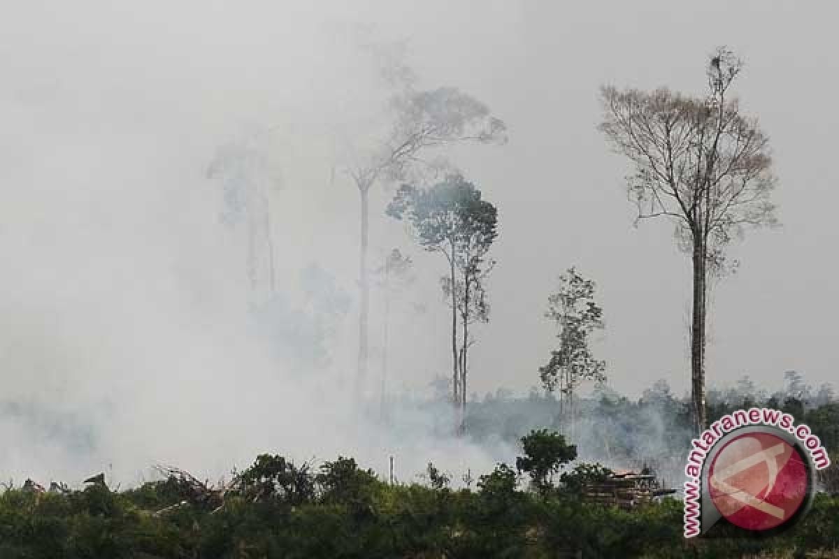 Forest fires cause haze over Rokan Hilir