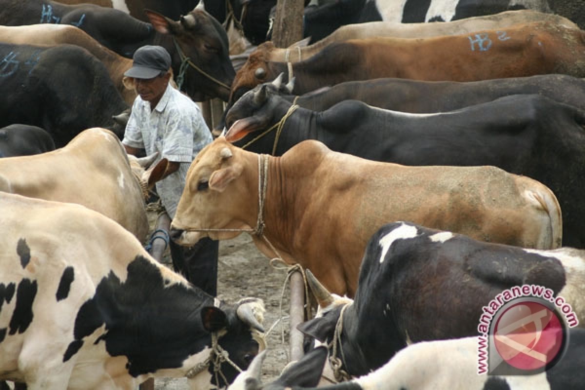 Three countries ready to supply cattle to RI