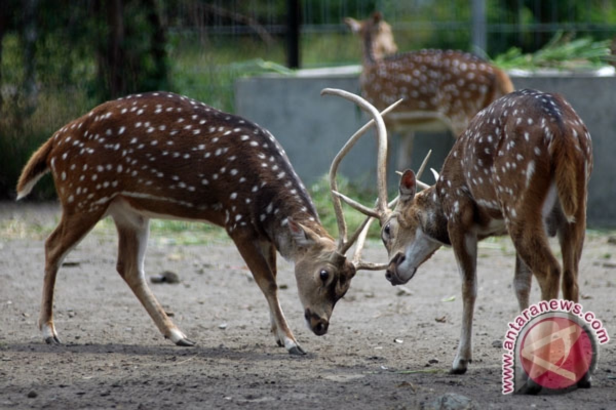 Rusa kebun binatang Shanghai mati karena makan plastik